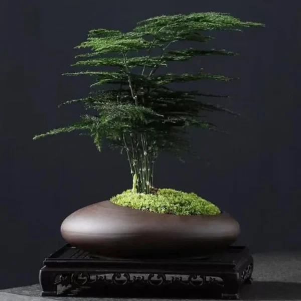 Maceta de arcilla púrpura Retro, maceta de orquídeas de estilo chino, espárragos Viridis, florero transpirable, adornos de escritorio, decoración de jardín - Imagen 2
