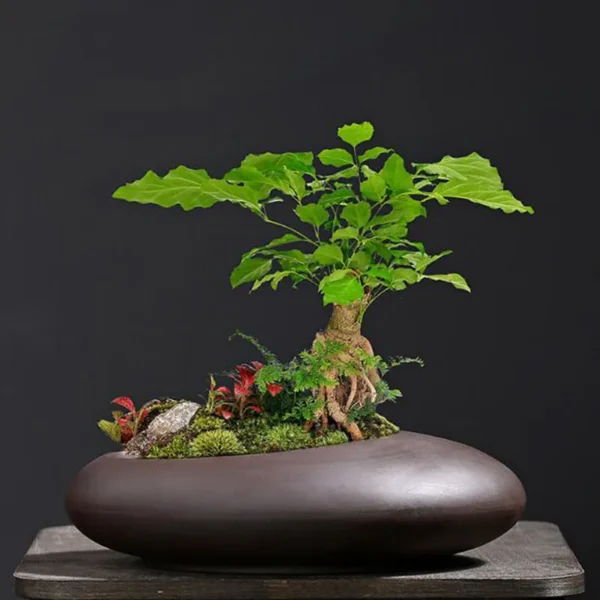 Maceta de arcilla púrpura Retro, maceta de orquídeas de estilo chino, espárragos Viridis, florero transpirable, adornos de escritorio, decoración de jardín - Imagen 3
